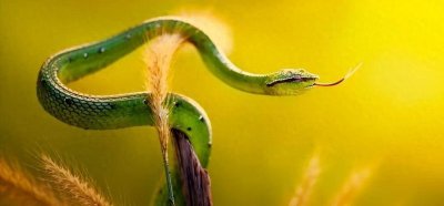 ​周公解梦准吗，可信吗？梦到蛇预兆着什么？