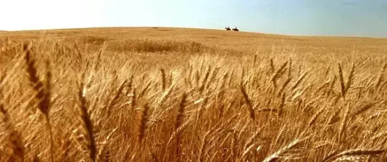 有哪些以暴制暴的电影推荐（盘点影史上十部以暴制暴的复仇电影）