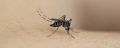 ​蚊子更喜欢叮咬什么样的人 蚊子最喜欢叮咬哪些人