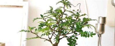 ​清香木的养殖方法和注意事项(清香木盆栽的养殖方法)