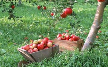 吉日老黄历 2023年11月23日农历十月十一感恩节是入宅最佳日期吗