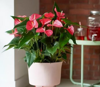 ​适合室内养的花（什么花在室内好养）