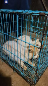 ​昆明动物园两只猫咪被安全移出，健康状况良好