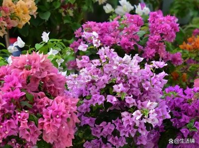 ​三角梅的养护和注意事项，记住3个要点，长成花墙花期长