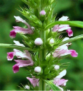 ​益母草什么时候喝最好 益母草可以什么时候吃？