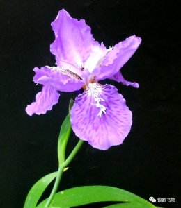 ​鸾尾花和鸢尾花（鸾尾花和鸢尾花怎么读）