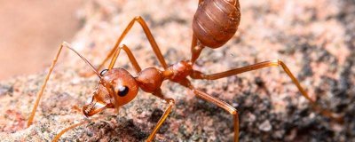 ​红蚂蚁如何彻底灭杀 家里出现红蚂蚁如何找到源头