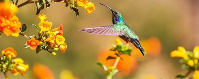 ​益鸟和益虫都有哪些 益鸟和益虫都有哪些