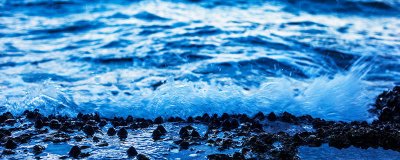 ​海参是动物还是植物 请问海参是动物还是植物