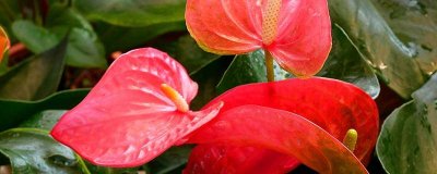 ​红掌几月份换土 红掌在什么季节换盆?