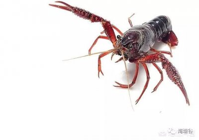 ​龙虾什么时候养殖最好 这个季节最适合