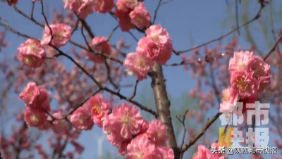 ​春风得意出自哪首诗(春风得意 诗意曲江 长安唐诗知多少)