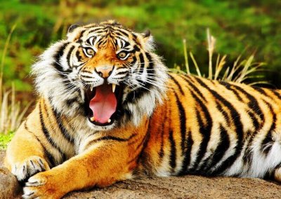 ​老虎最怕什么(谁是老虎的克星呢？)