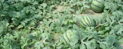 ​怎么判断西瓜成熟了 怎么判断西瓜成熟?