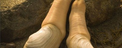 ​象拔蚌好吃不 象拔蚌啥味