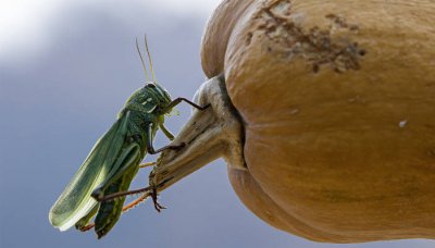 ​蚂蚱可以吃吗有什么营养价值 什么样的蚂蚱能吃吗
