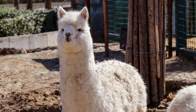 ​羊驼是羊类还是驼类 驼羊是属于羊的种类还是骆驼