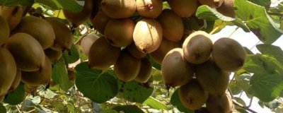 ​没熟的猕猴桃可以放冰箱吗? 没有熟的猕猴桃能放冰箱吗