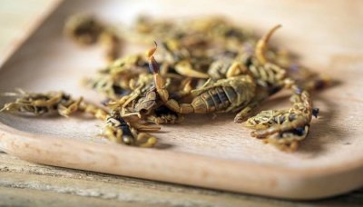 ​全蝎粉吃多少是安全的 全蝎粉的用量