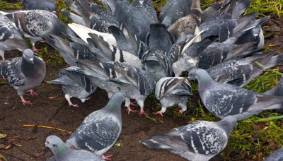 ​珠颈斑鸠是几级保护鸟类 珠颈斑鸠是三有动物吗