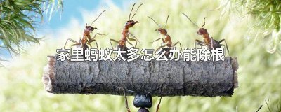​家里蚂蚁太多有什么办法可以全灭 家里蚂蚁多了怎么除掉它