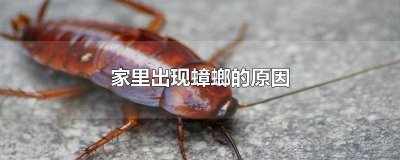 ​家里突然出现了蟑螂是怎么回事 家中突然出现蟑螂