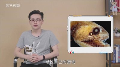 ​毒蛇鱼长什么样子 蛇鱼又名叫什么