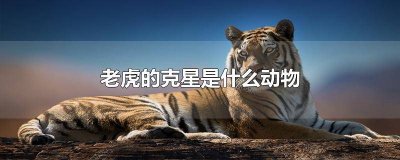 ​老虎的克星是什么动物图片大全 老虎的克星是什么动物图片和名字
