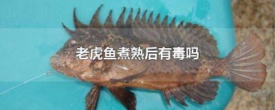 ​虎头鱼煮熟后有毒吗 老虎鱼有没有毒?