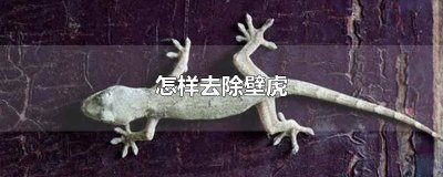 ​怎么能快速的去除壁虎 壁虎喜欢臭的东西吗