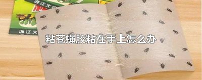 ​粘苍蝇胶粘在手上怎么办 粘苍蝇胶粘在手上怎么办小妙招