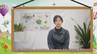 ​什么是沉香木? 什么是沉香木,它有什作用?