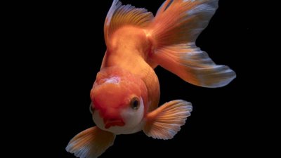 ​小金鱼多久喂一次食,喂多少颗 小金鱼一次喂几粒鱼食