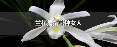 ​兰花形容什么样的女人美丽呢 兰花形容什么样的女人美丽又美丽