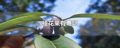 ​桂花果有毒吗会致癌吗 桂花果有没有毒