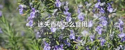 ​迷失香草是什么味道 新鲜迷失香怎么使用