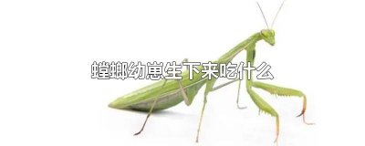 ​螳螂幼崽生下来吃什么饲料长大的 刚生出来的小螳螂怎么喂养