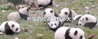 ​成年大熊猫咬合力最大多少斤 熊的咬合力是多少磅
