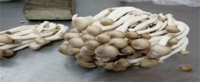 ​鲜蘑菇长白毛了还能吃吗