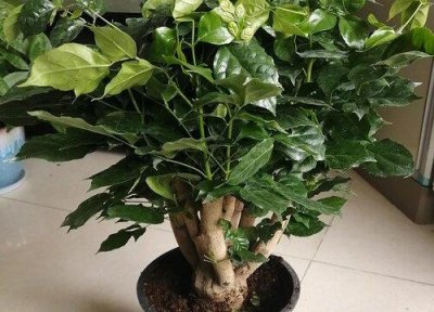 ​幸福树叶子卷曲干瘪的原因和解决办法