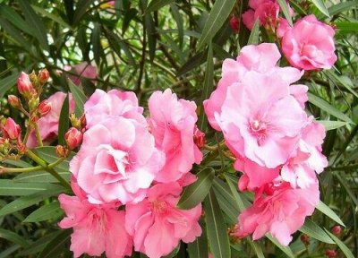 ​夹竹桃毒性有多强（夹竹桃毒性的发作症状是什么）