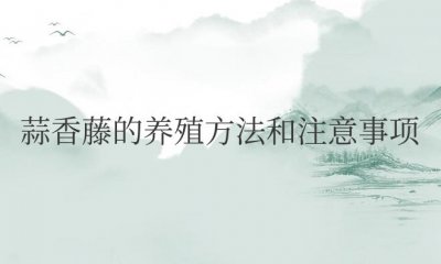 ​蒜香藤的养殖方法和注意事项有哪些