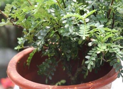 ​无根须清香木老桩生根技巧（清香木没有根的养殖方法）