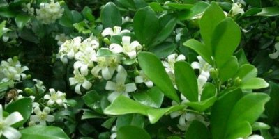 ​九里香有毒吗能在家里养吗（花香浓郁不能长期养在室内）