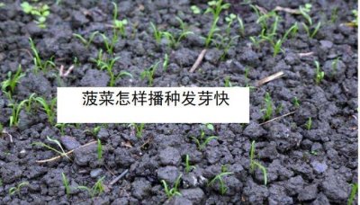 ​菠菜种子直接撒土里能发芽吗