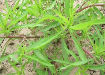 ​大棚种植什么蔬菜最赚钱不愁销路