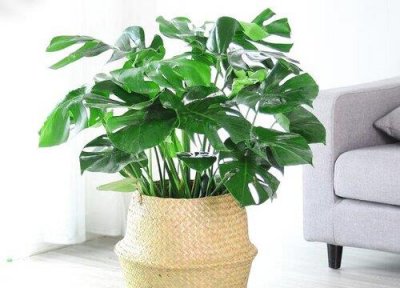 ​龟背竹耐寒的最低温度是多少度