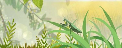 ​世界上最大最凶的螳螂