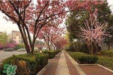 如何预防倒春寒？怎么预防倒春寒？