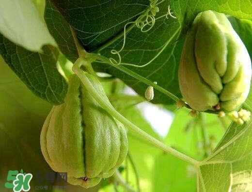 佛手与佛手瓜有什么区别？佛手与佛手钳有什么区别